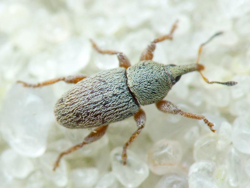 Tychius pumilus C. Brisout de Barneville, 1862